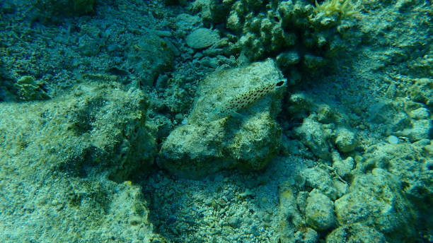 istock Spotted sandperch or speckled sandperch, spotted sandmelt (Parapercis hexophtalma) undersea, Red Sea 1492238562