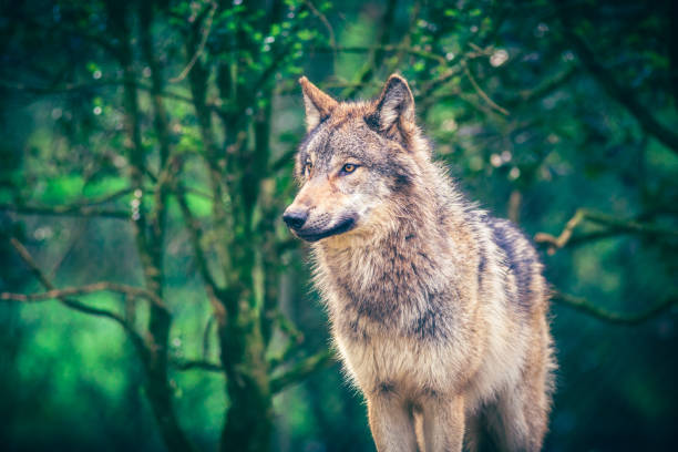 istock Grey wolf (Canis Lupus) standing in the green forest 1492238832