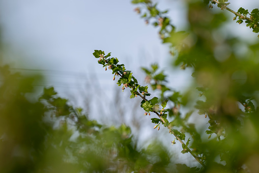 small flowers on gooseberry bushes in spring, green foliage and flowers of gooseberry bushes in the garden
