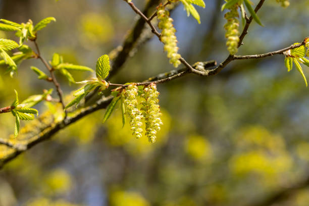 istock long hornbeam flowers in the spring season 1492242000