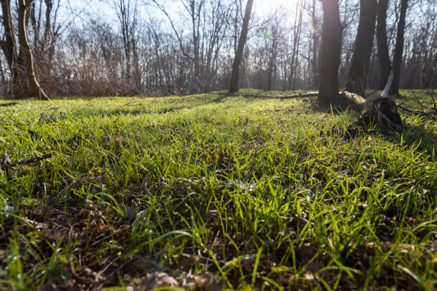 istock sunny green grass and small yellow flowers in the forest 1492243085