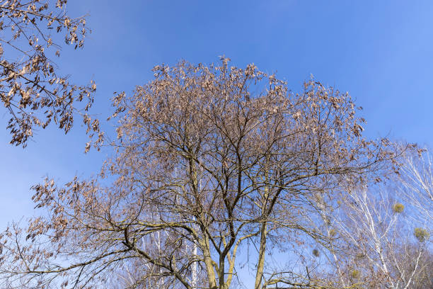 istock Maple tree branches in the park in spring sunny weather 1492243123