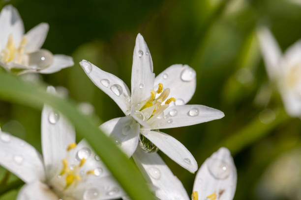 istock white beautiful spring colors covered with water drops 1492243679