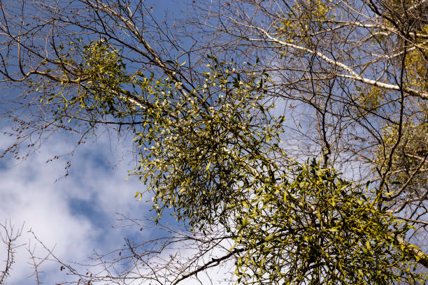 istock Tall birch trees in early spring without foliage 1492245358