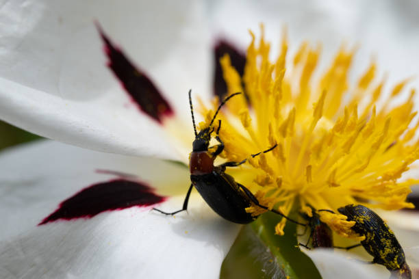 istock pollination in rockrose flower 1492246761