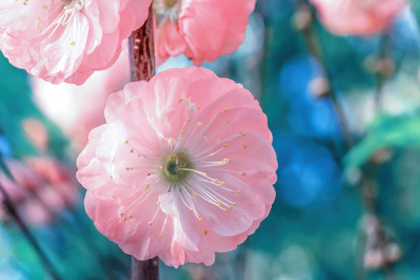Pink flower of blooming sakura close up. Bright Japanese cherry flowers head in springtime park stock photo
