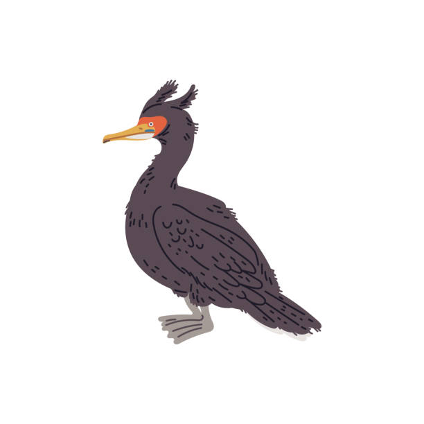 vektorillustration eines kormorans, isoliert auf weißem hintergrund - crested cormorant stock-grafiken, -clipart, -cartoons und -symbole