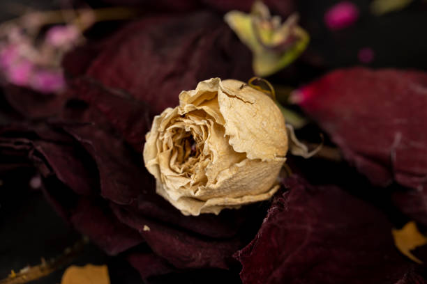 istock An old dry rose with crumbs from dry petals 1492251323