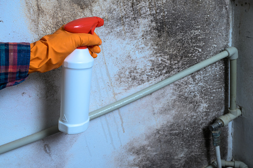 Mold on the wall, a man's hand in a rubber glove sprays a mold remedy on the wall, mold on the wall in the house.
