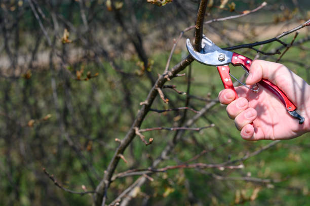 istock In the spring, a man cuts and trims the branches of a fruit-bearing tree. 1492257165