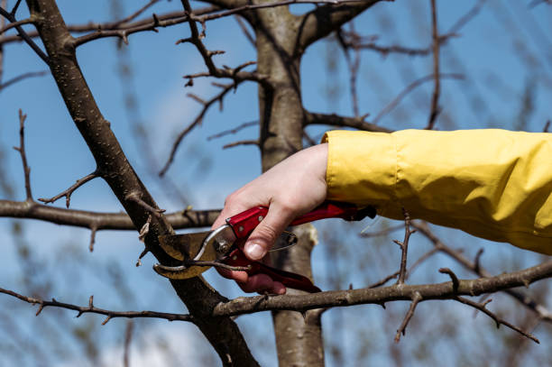 istock A woman in the garden cuts branches on a tree with scissors. 1492258672