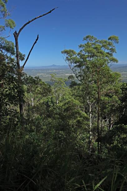istock Tamborine Mountain National Park 1492259055