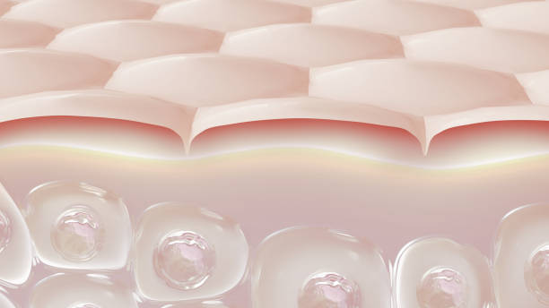 istock skin and protect the skin 3d 1492259427