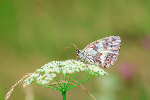 Marbled white beauty butterfly sitting on Cow Parsley flowers in summer green field. Melanargia galathea sits on Anthriscus sylvestris in spring meadow, side view. Beautiful lepidoptera flying