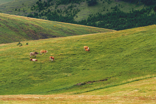 Free range cows grazing on green pasture land, Dairy farm livestock cattle on Zlatibor hills on sunny summer day.