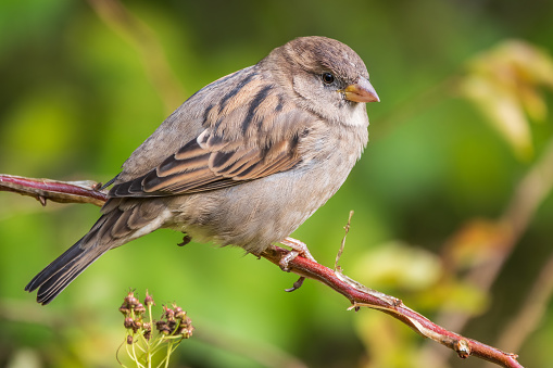 Female bearded reedling (Panurus biarmicus) starting to fly.