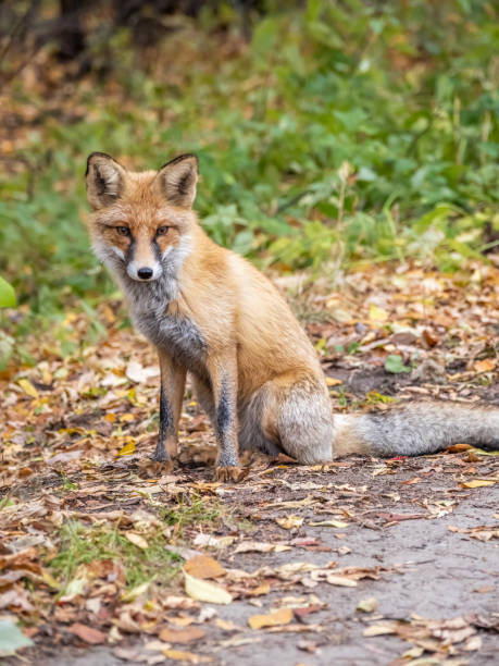 istock Close up of a red fox Vulpes vulpes, sitting on a path in the forest. 1492262083