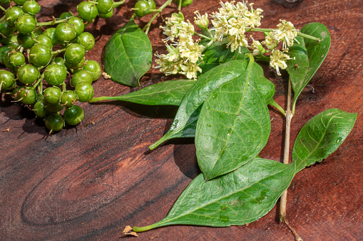 Henna or lawsonia inermis , flower , fruits and green leaves on an old wooden background.