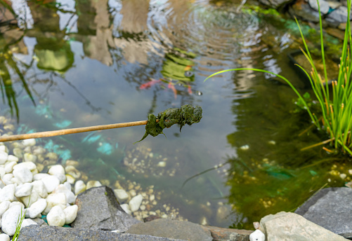 Zurich, Switzerland, July 14, 2023 Frog is relaxing in a pond with some water lilies on a sunny day