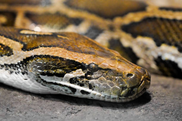 istock Portrait of a boa. Snake closeup. 1492269601