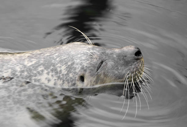 istock Swimming seal on the water surface. 1492271511