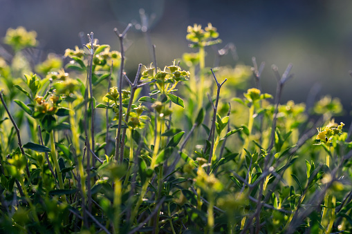 fluff of goldenrod