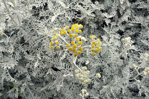 Dusty miller with cute yellow buds on silvery-white leaves and stems