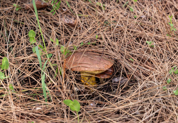 A young edible mushroom - Obabok blackening - Leccinellum lepidum makes their way through a layer of grass and needles in a coniferous forest near the city of Karmiel, in northern Israel.