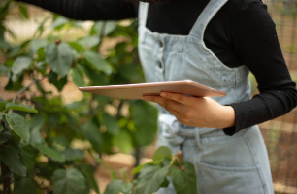 istock Female agricultural engineer  is checking data about quince tree on tablet. 1492272550