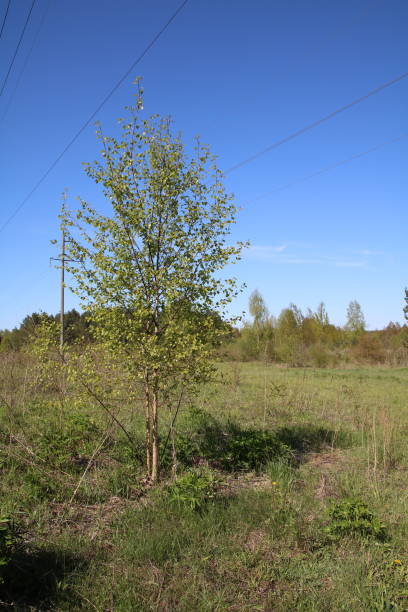 istock photo of a young tree against a blue sky 1492273007