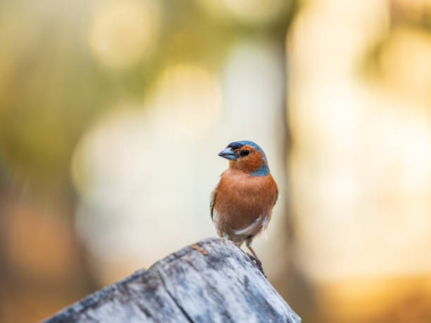 istock Common chaffinch, Fringilla coelebs, sits on a tree. Common chaffinch in wildlife. 1492273038