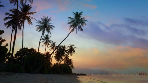 istock Summer tropical with colorful theme as palm trees on the beach background 1492275204