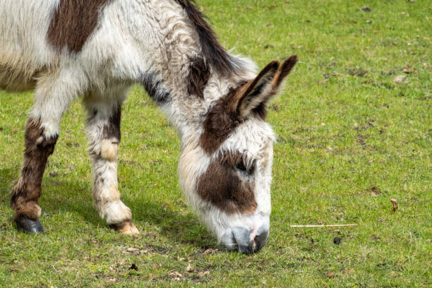 istock Donkey, brown-white male, grazing in meadow, Netherlands 1492275676