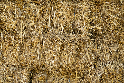 Hay bales of dried grass stacked up, feed for livestock, Netherlands