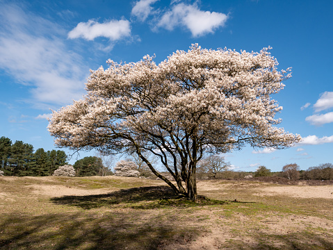 Juneberry or serviceberry tree, Amelanchier lamarkii, blooming in spring in nature reserve Zuiderheide, Het Gooi, North Holland, Netherlands