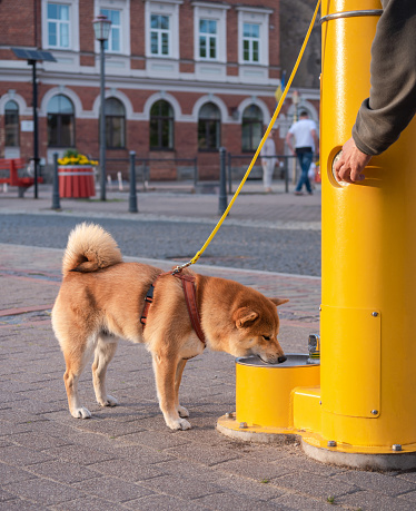 Shiba inu dog is drinking water from public drinking station in Cesis town center, Latvia