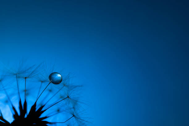 Water droplets on dandelion fluff