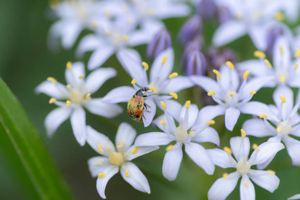 istock White flowers and ladybirds 1492282500