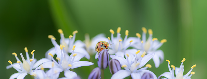 White flowers and ladybirds