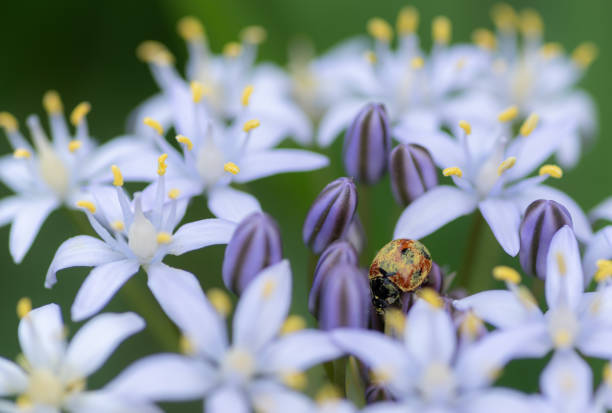 istock White flowers and ladybirds 1492282537