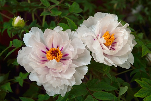 China,Henan province,Luoyang city,China National Flower Park.\nThe peony flowers are in full bloom now.\nMaybe you have heard the proverb that Luoyang peony is the finest under heaven.The peony is the city flower of Luoyang.\nThe biggest peony gene storehouse of the world has been set up in Luoyang Guose Peony Garden.\nThis \