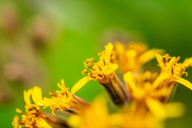 Farfugium japonicum is a clump-forming perennial that is grown in gardens as much for its attractive foliage as for its autumn flowers. It is native to moist meadows and stream banks in Japan and eastern Asia. Daisy-like, yellow flowers bloom in loose corymbs atop thick, mostly leafless stalks that rise above the foliage in late summer to fall.