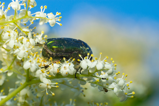may beetle green bug sitting on flowers