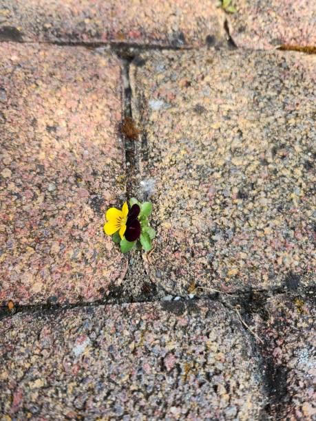 istock Nature has surprised again. A pansy grew in a gap between the sidewalk cubes. 1492284218
