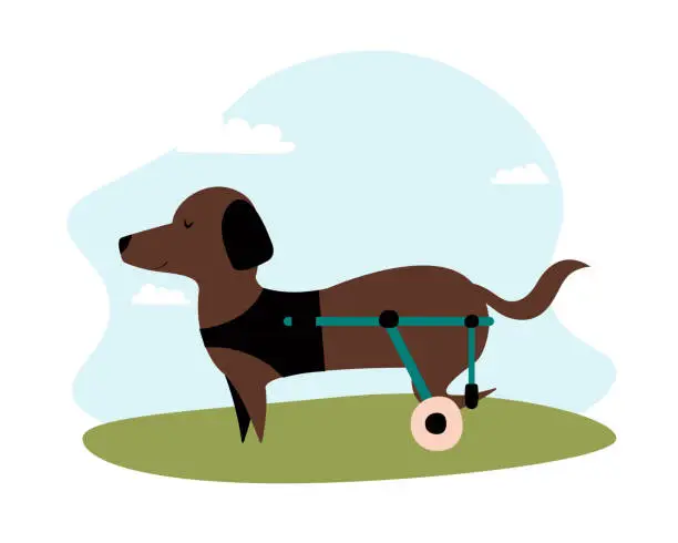 Vector illustration of Vector dog in a wheelchair for the hind paws. illustration in a flat style