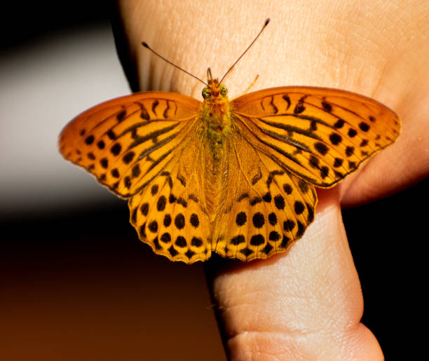 istock Orange polka dot butterfly sitting on a finger close-up 1492284728