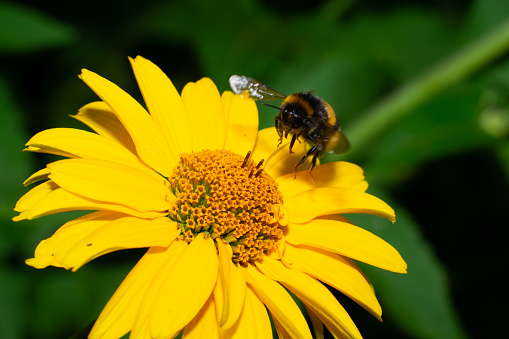 A bee sitting on a flower in macro close-up