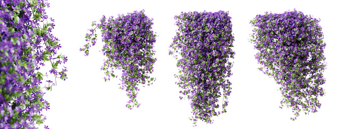Set of Phlox Paniculata creeper plant, isolated on white background. 3D render. 3D illustration.