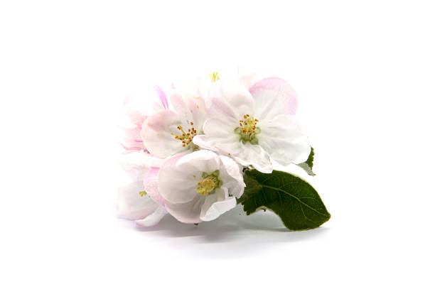 istock Blossom of an apple tree on a white background 1492285478