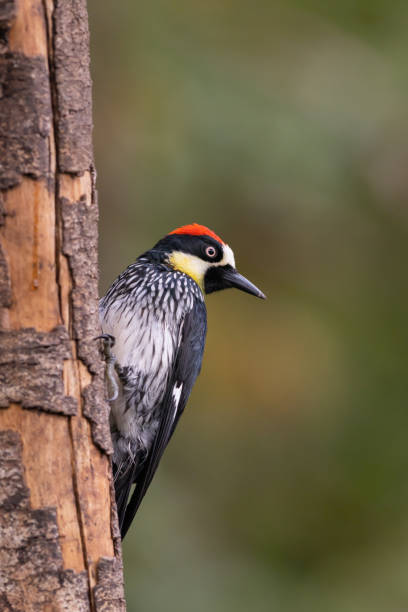 istock Close-up side view of an acorn woodpecker (Melanerpes formicivorus) 1492285553